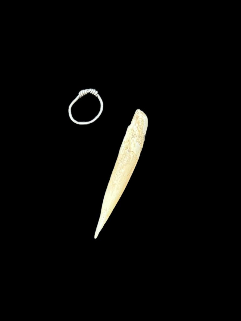 8TH-11TH CENTURY VIKING WOLF TOOTH AND SILVER ATTACHMENT (FOUND TOGETHER)