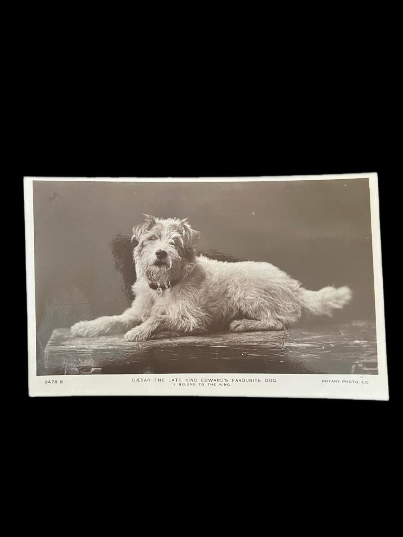 KING EDWARDS FAVOURITE DOG POST CARD