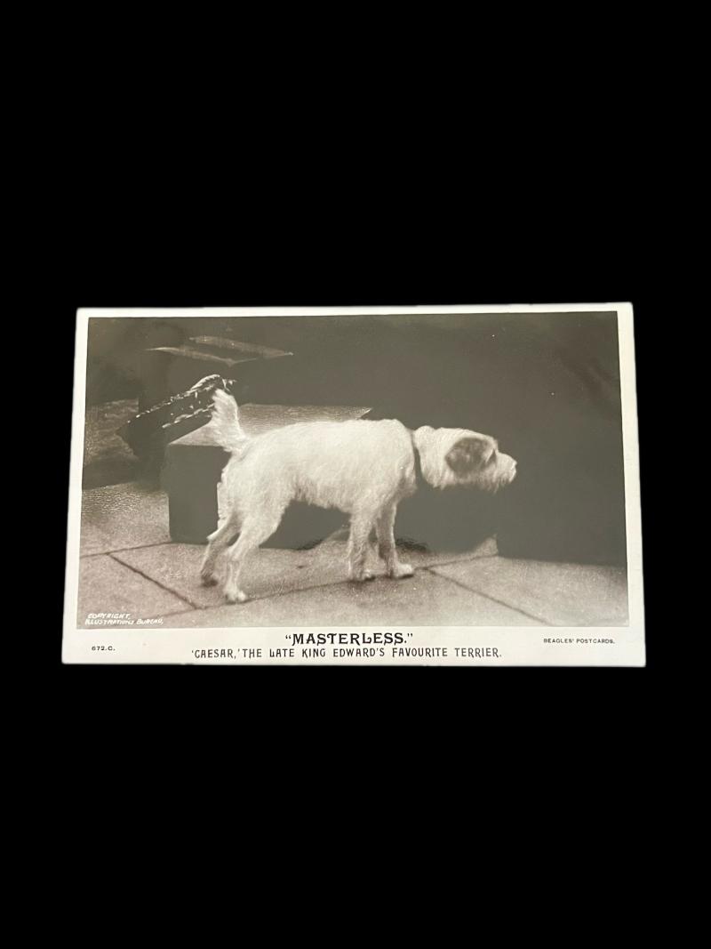 KING EDWARDS FAVOURITE TERRIER POST CARD